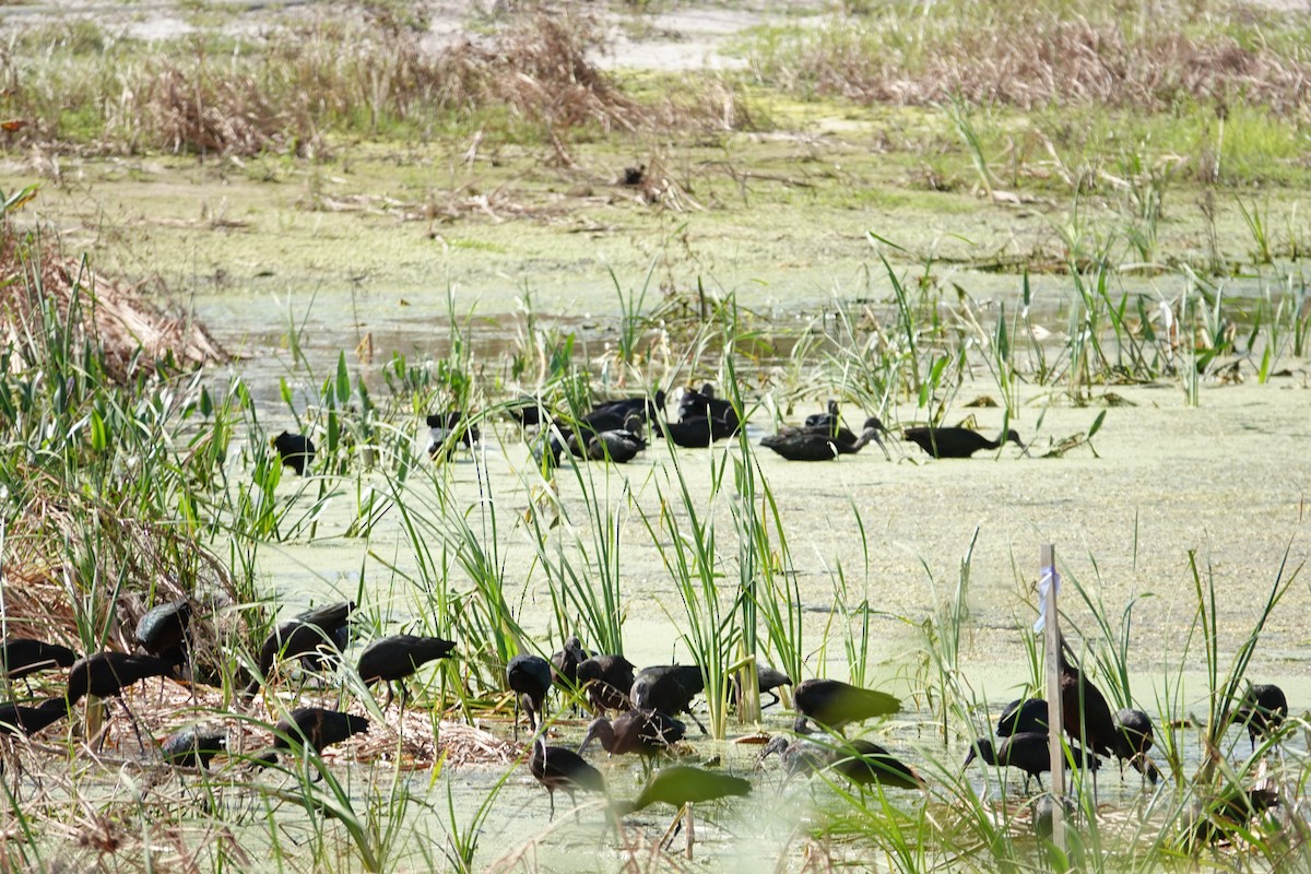 Каравайка - ML646061316