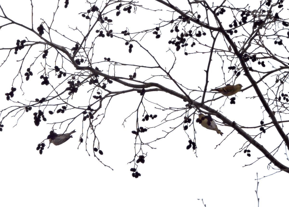 Чиж - ML646061320