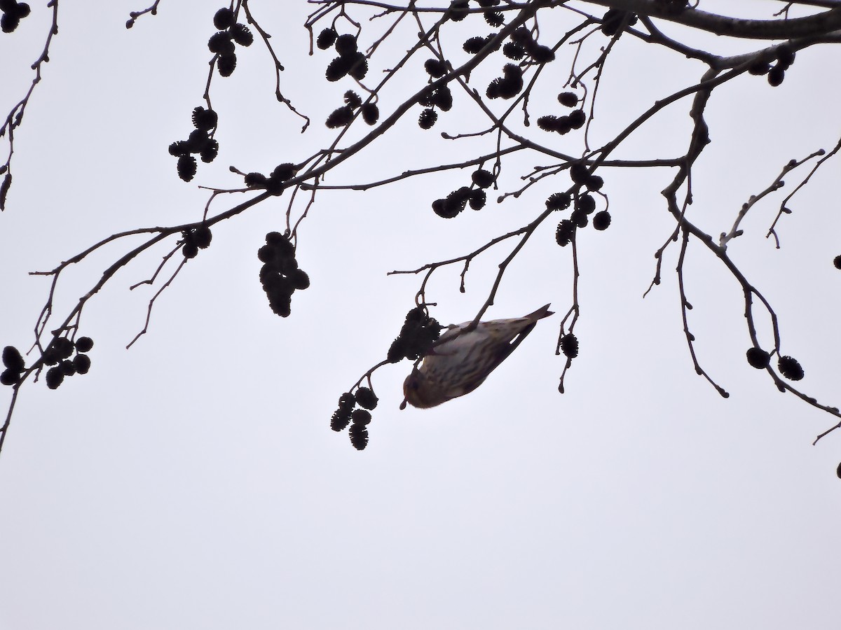 Чиж - ML646061321