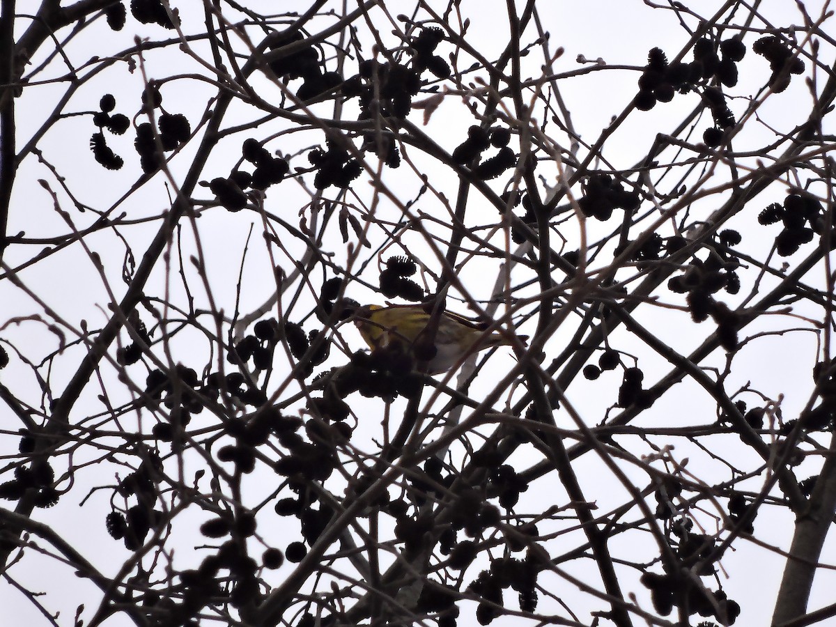 Чиж - ML646061322