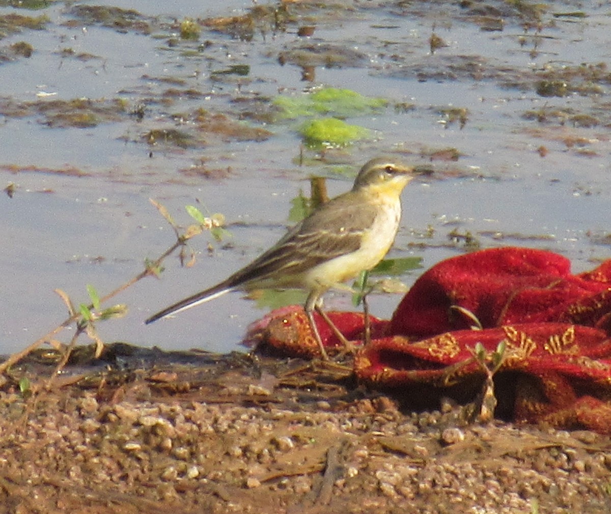 Жёлтая трясогузка - ML646061323