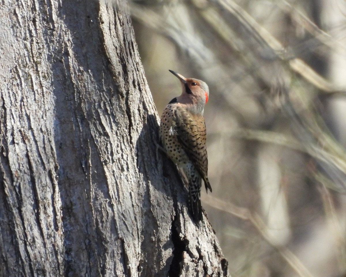 Шилоклювый дятел (auratus/luteus) - ML646061324