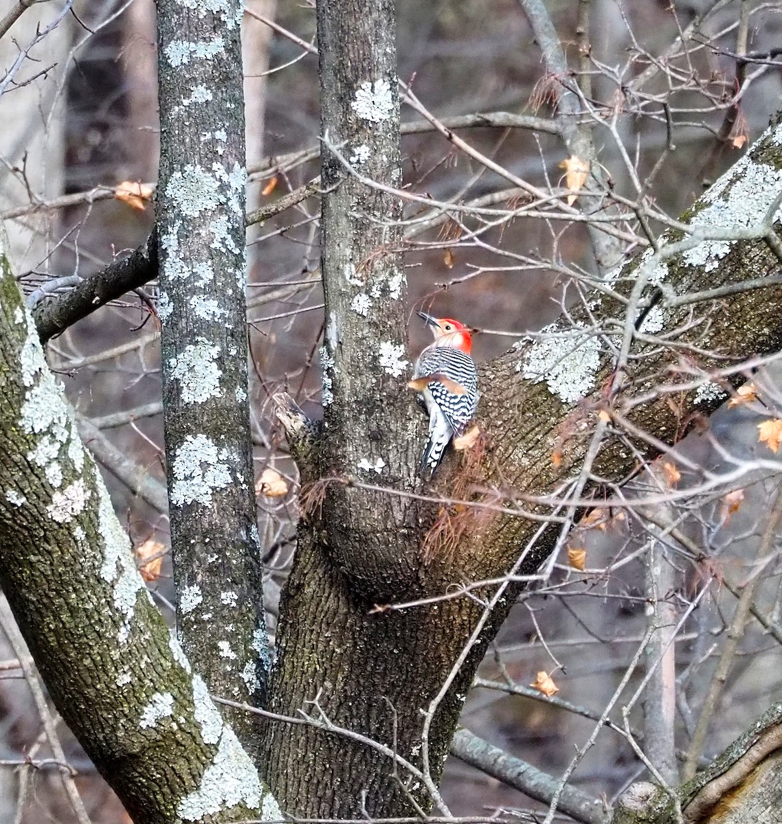 Каролинский дятел - ML646061327