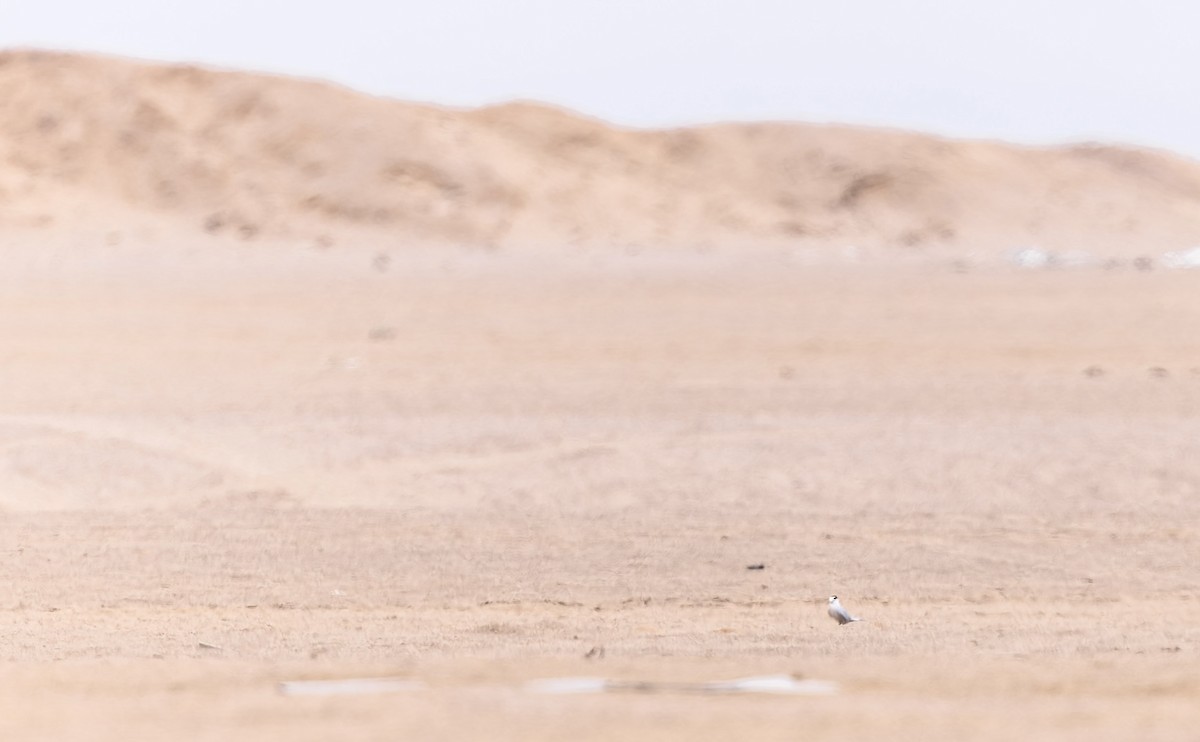 Чилийская крачка - ML646061329