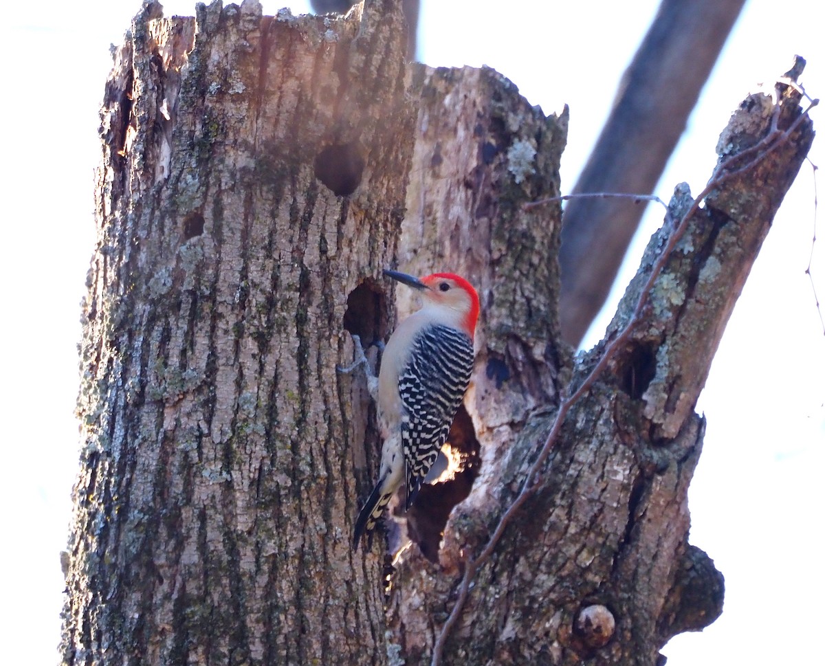 Каролинский дятел - ML646061332