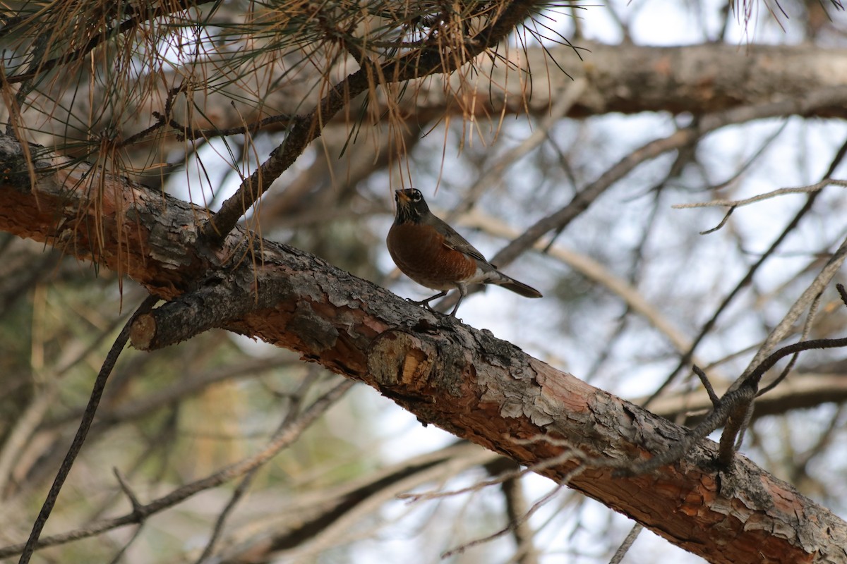 Странствующий дрозд - ML646061333