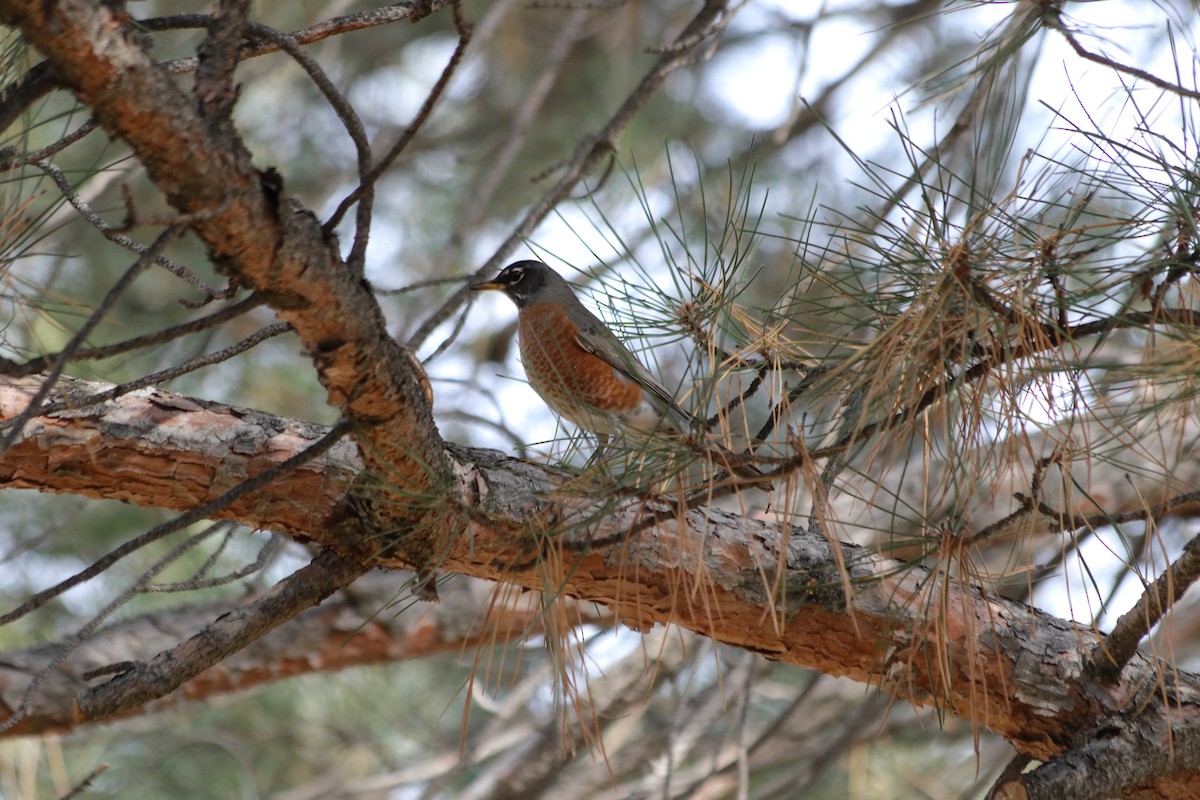 Странствующий дрозд - ML646061334