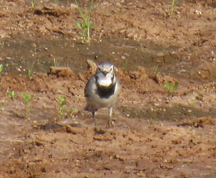 Белая трясогузка - ML646061335