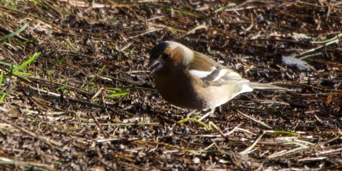 Зяблик - ML646061336