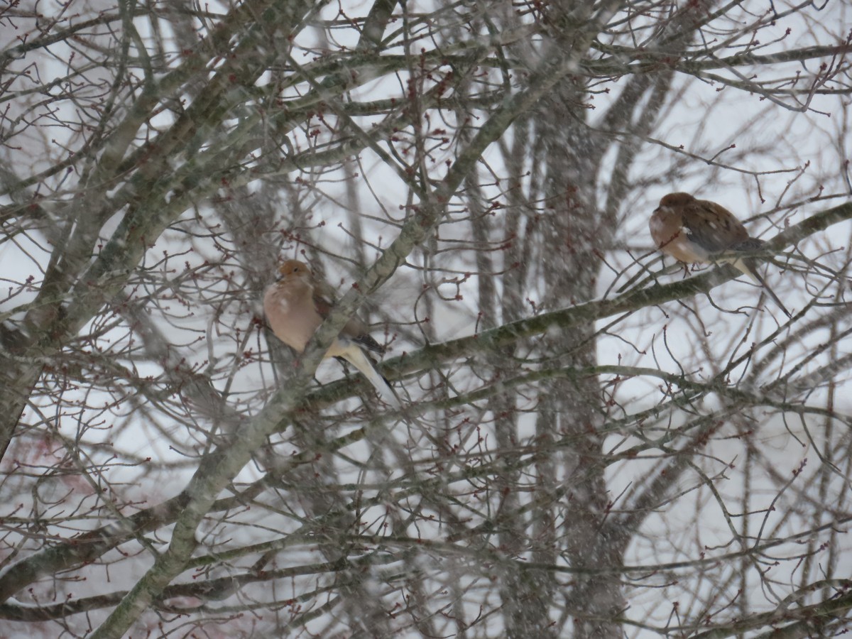 Плачущая горлица - ML646061337