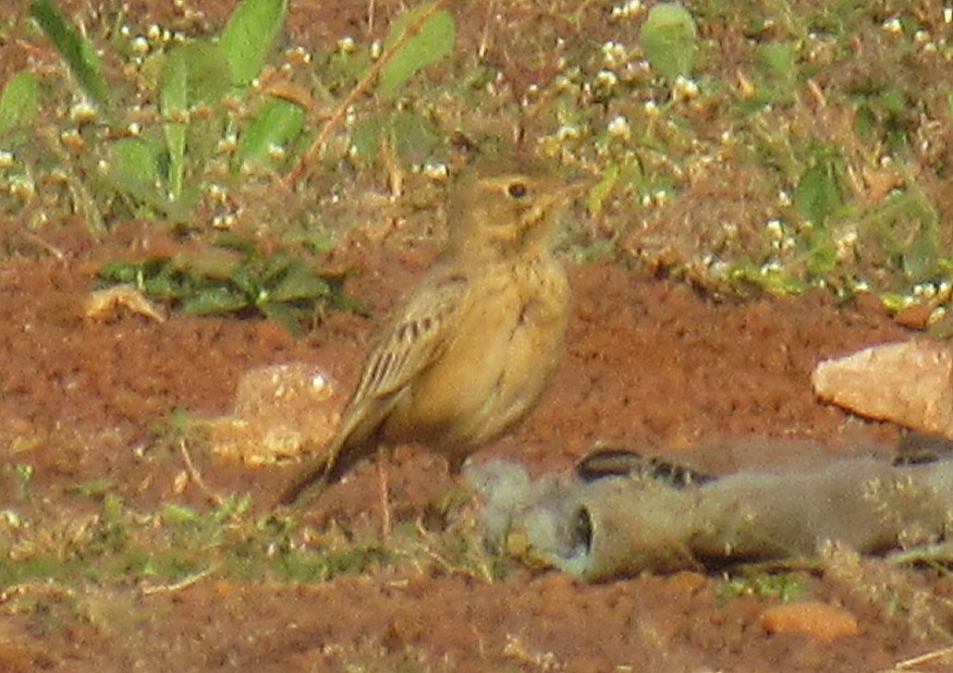 Полевой конёк - ML646061338