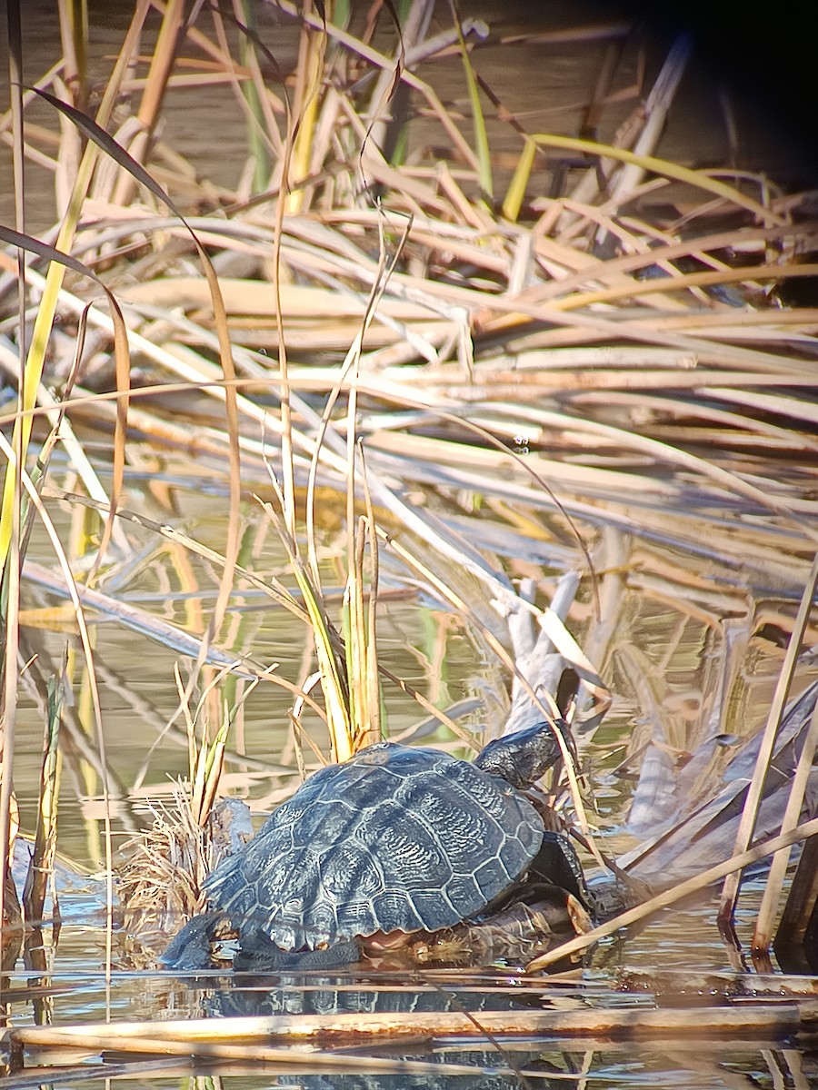 Pond Slider - ML646061340