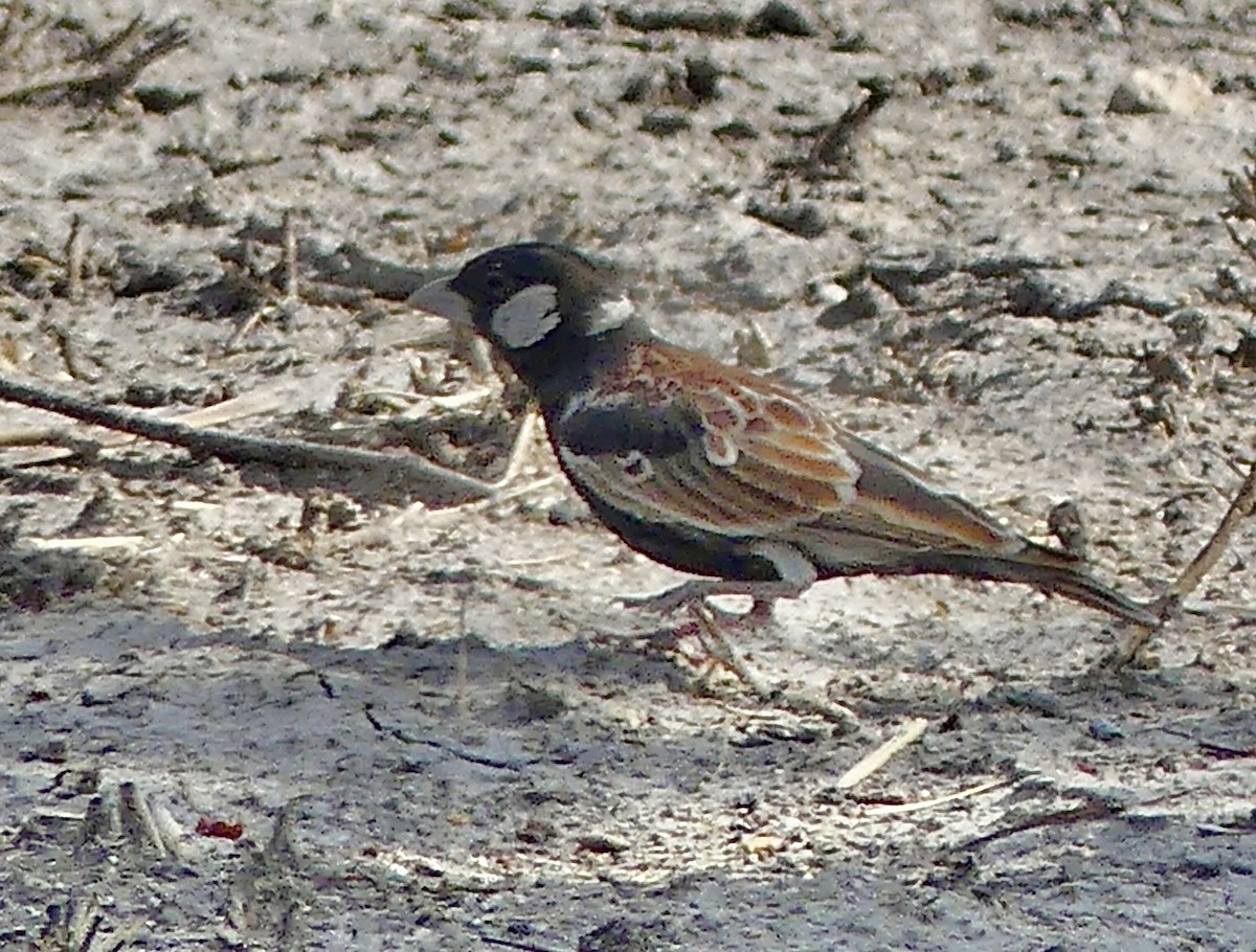 Белощёкий жаворонок - ML646061342