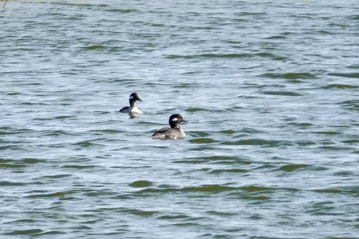 Гоголь-головастик - ML646061343