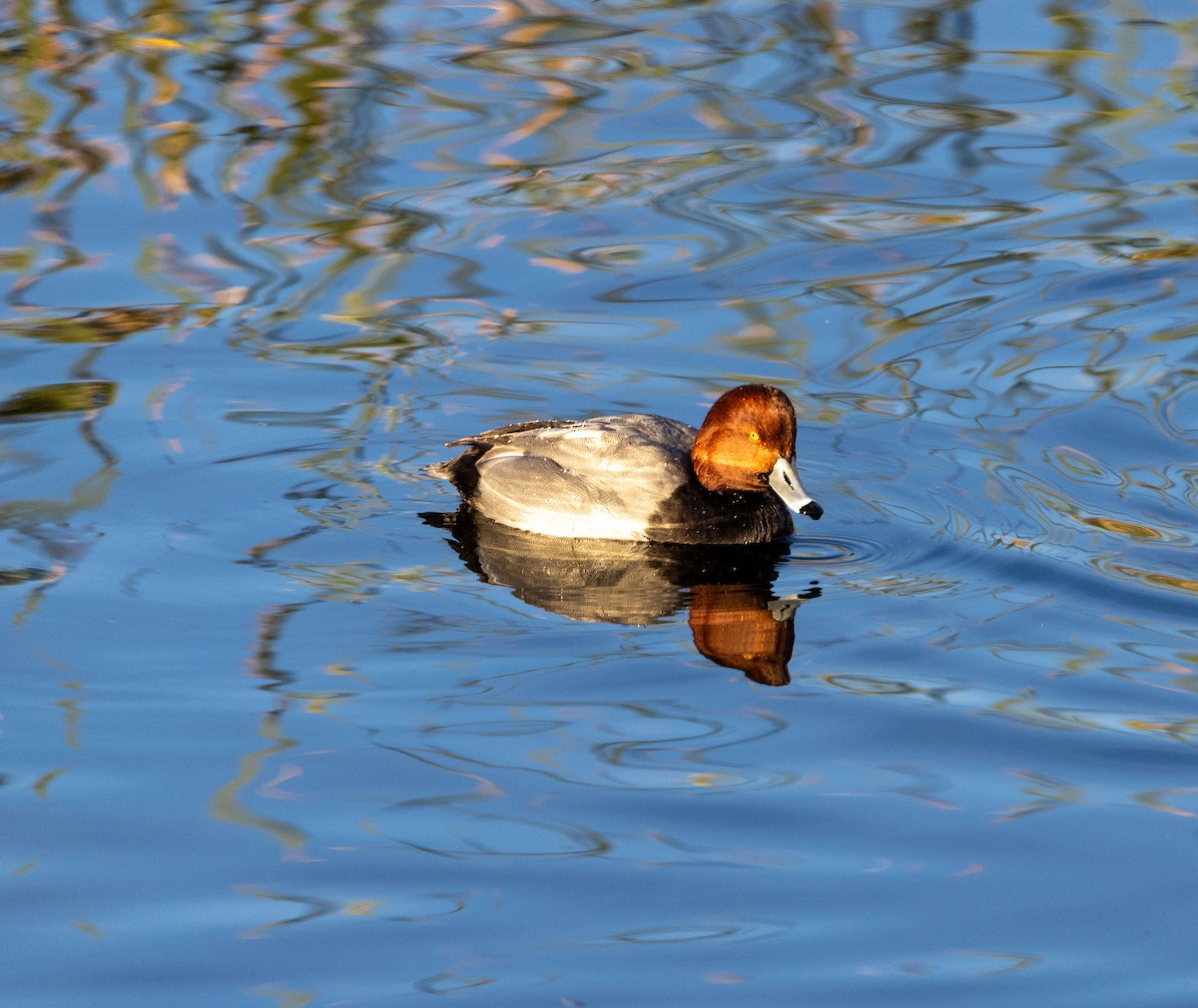 Redhead - ML646061344