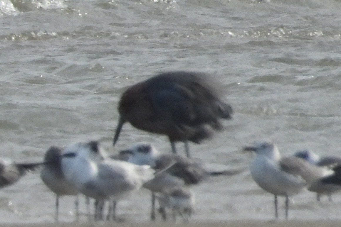 Рыжеватая цапля - ML646061345