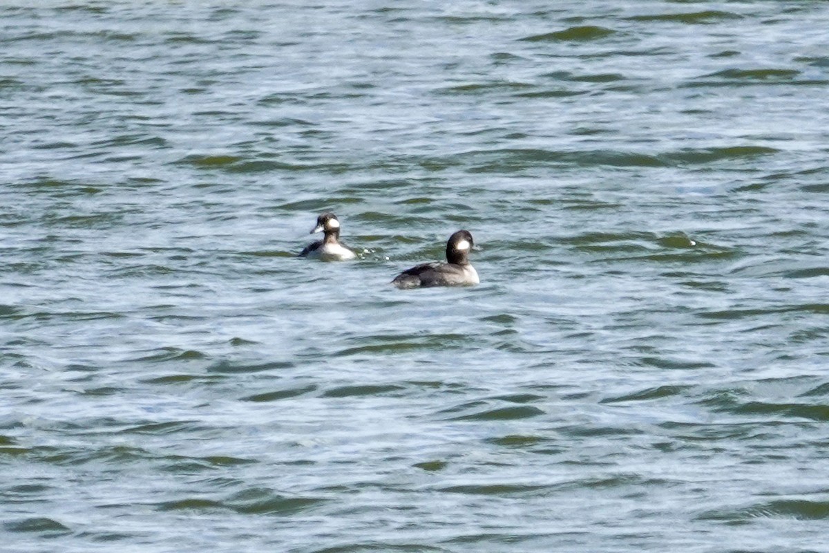 Гоголь-головастик - ML646061346