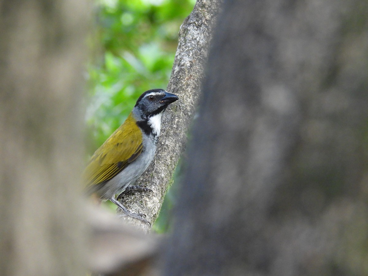 Большой сальтатор - ML646061348