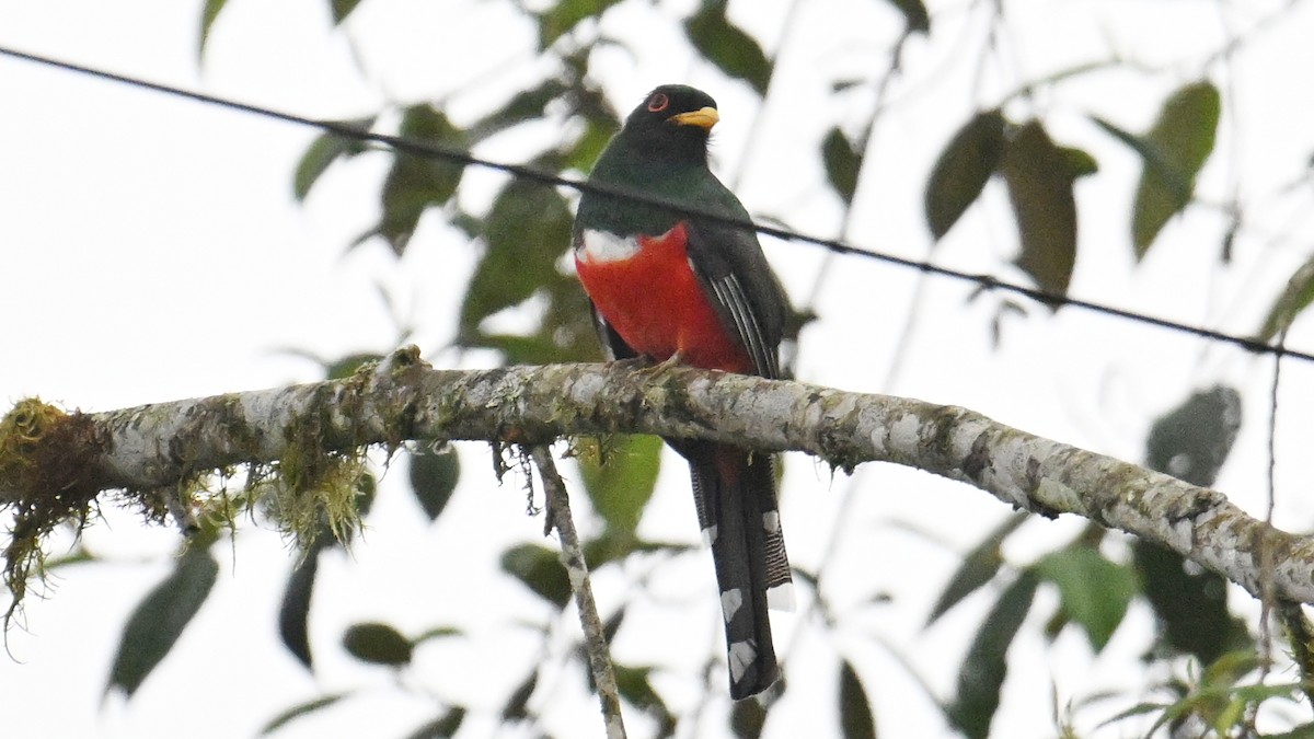 Масковый трогон - ML646061350