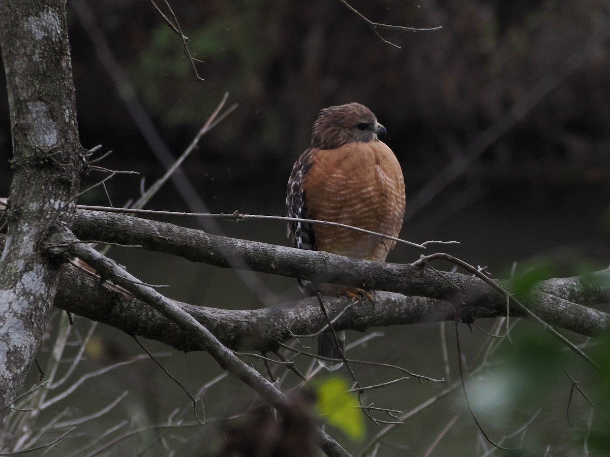 カタアカノスリ - ML646061357