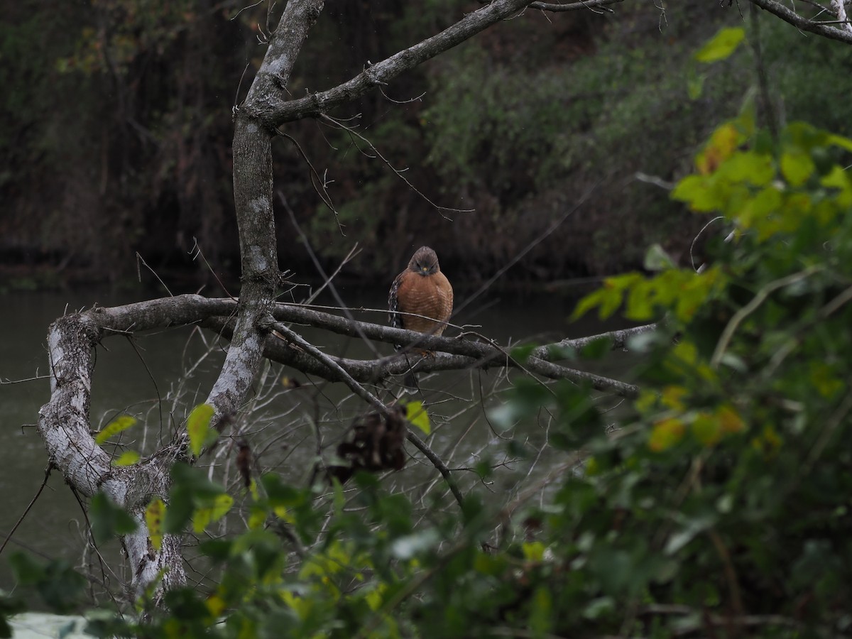 カタアカノスリ - ML646061359