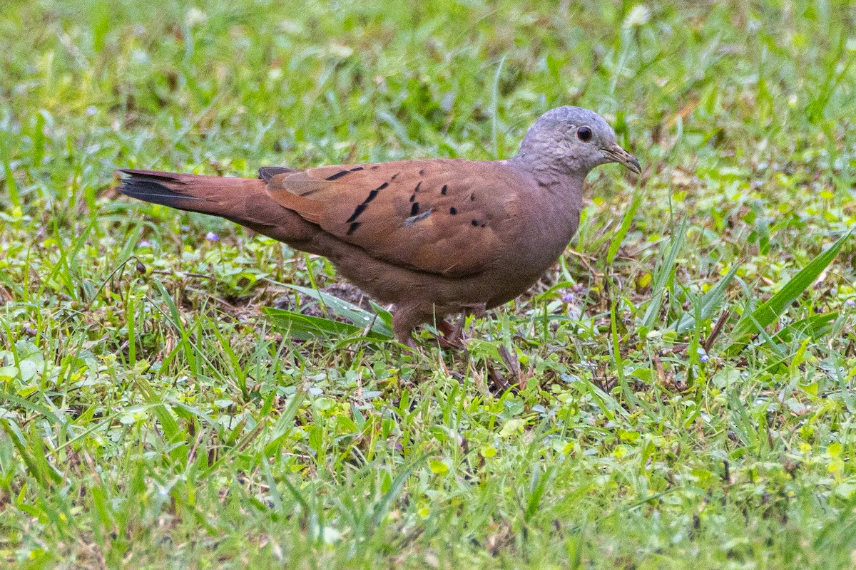 Colombe rousse - ML646061367