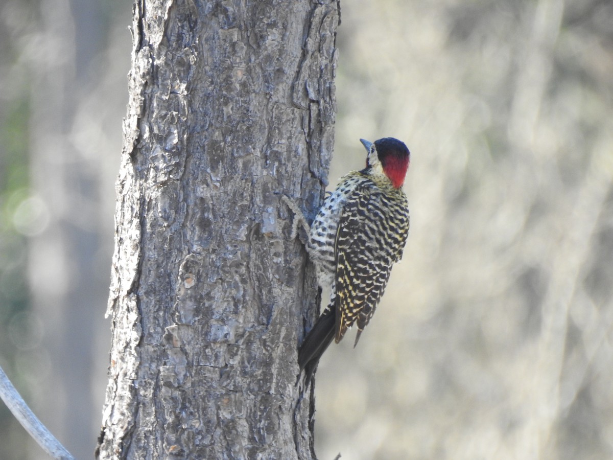 Grünbindenspecht - ML646061369