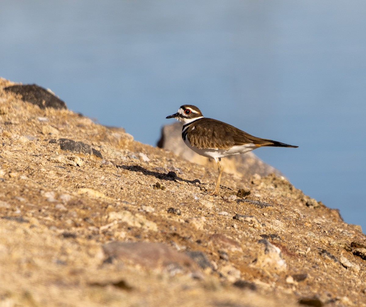 Killdeer - ML646061372