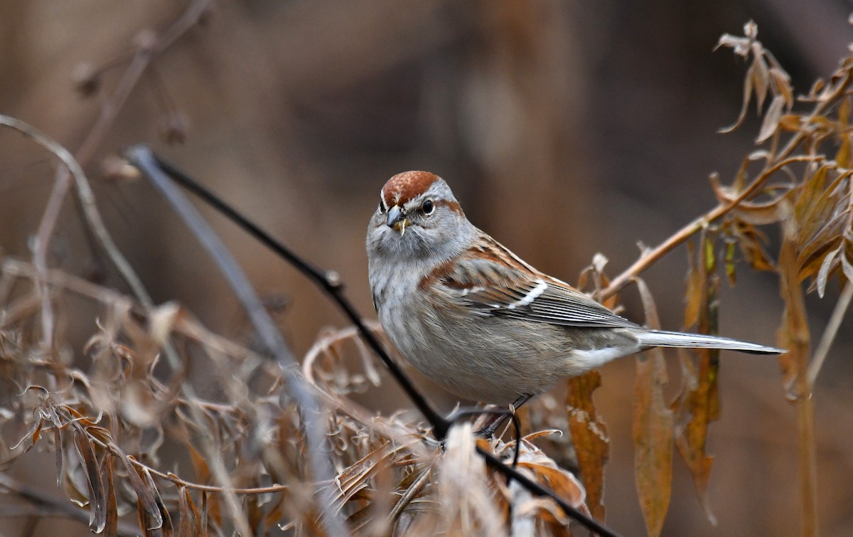 American Tree Sparrow - ML646061376