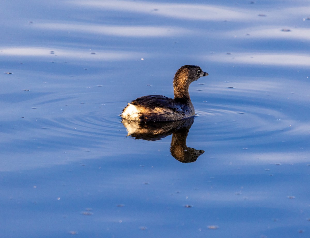 Pied-billed Grebe - ML646061377
