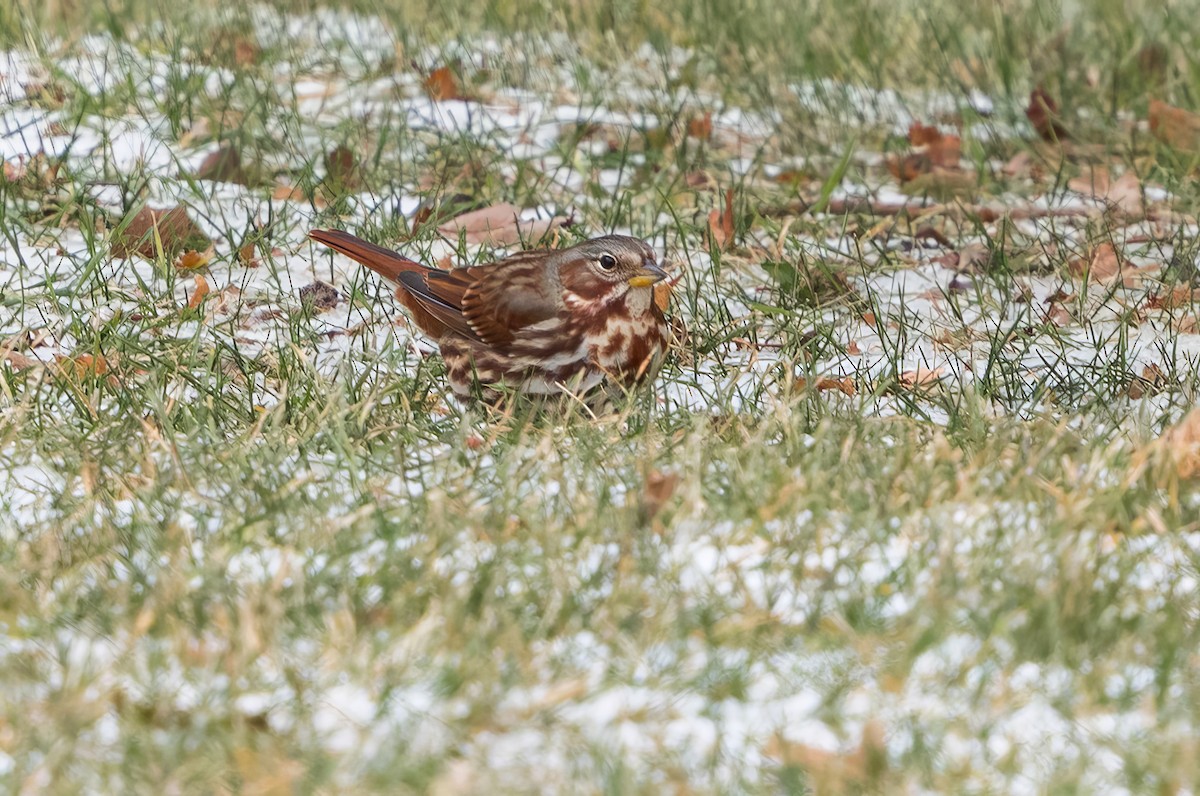 Fox Sparrow - ML646061379