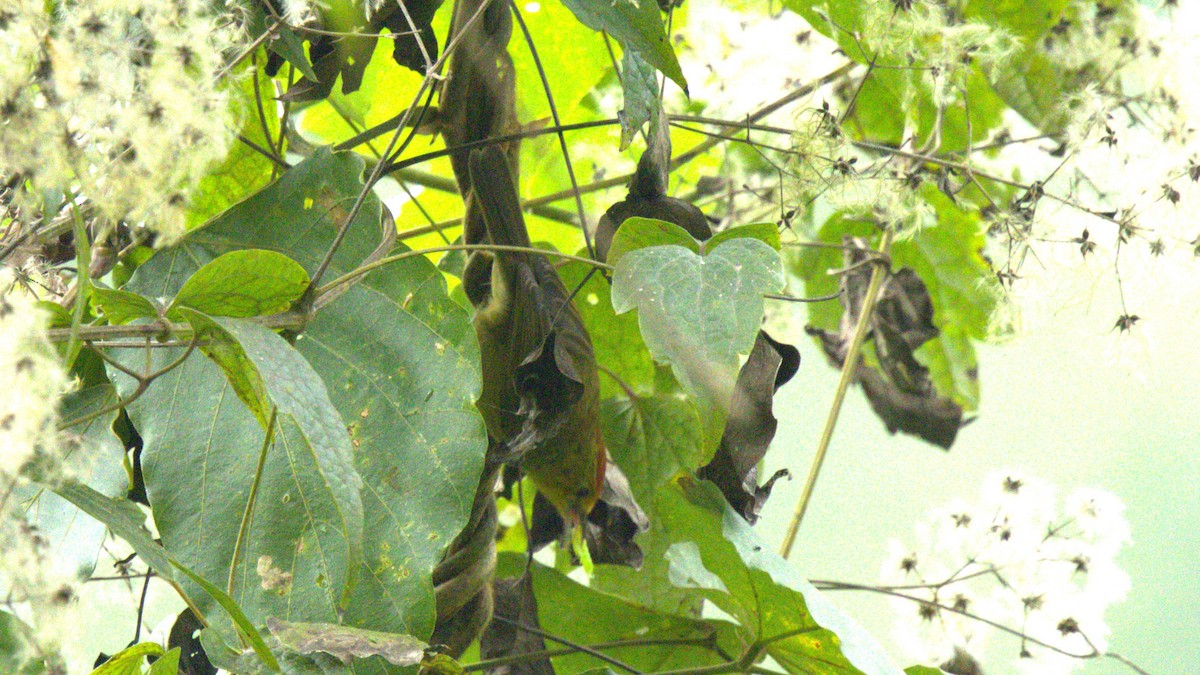 Rufous-capped Babbler - ML646061380