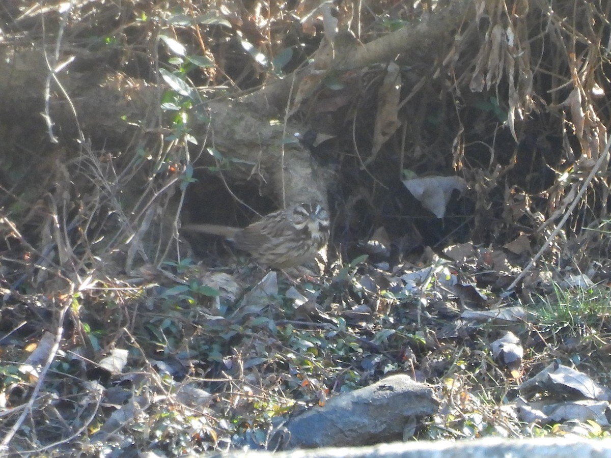 Song Sparrow (melodia/atlantica) - ML646061381