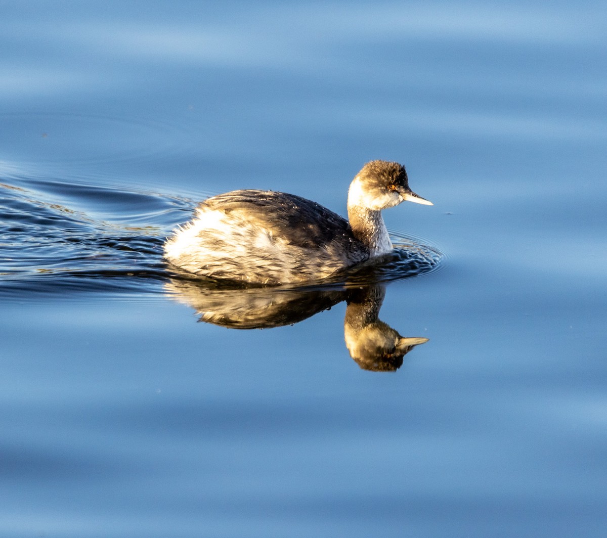Eared Grebe - ML646061382