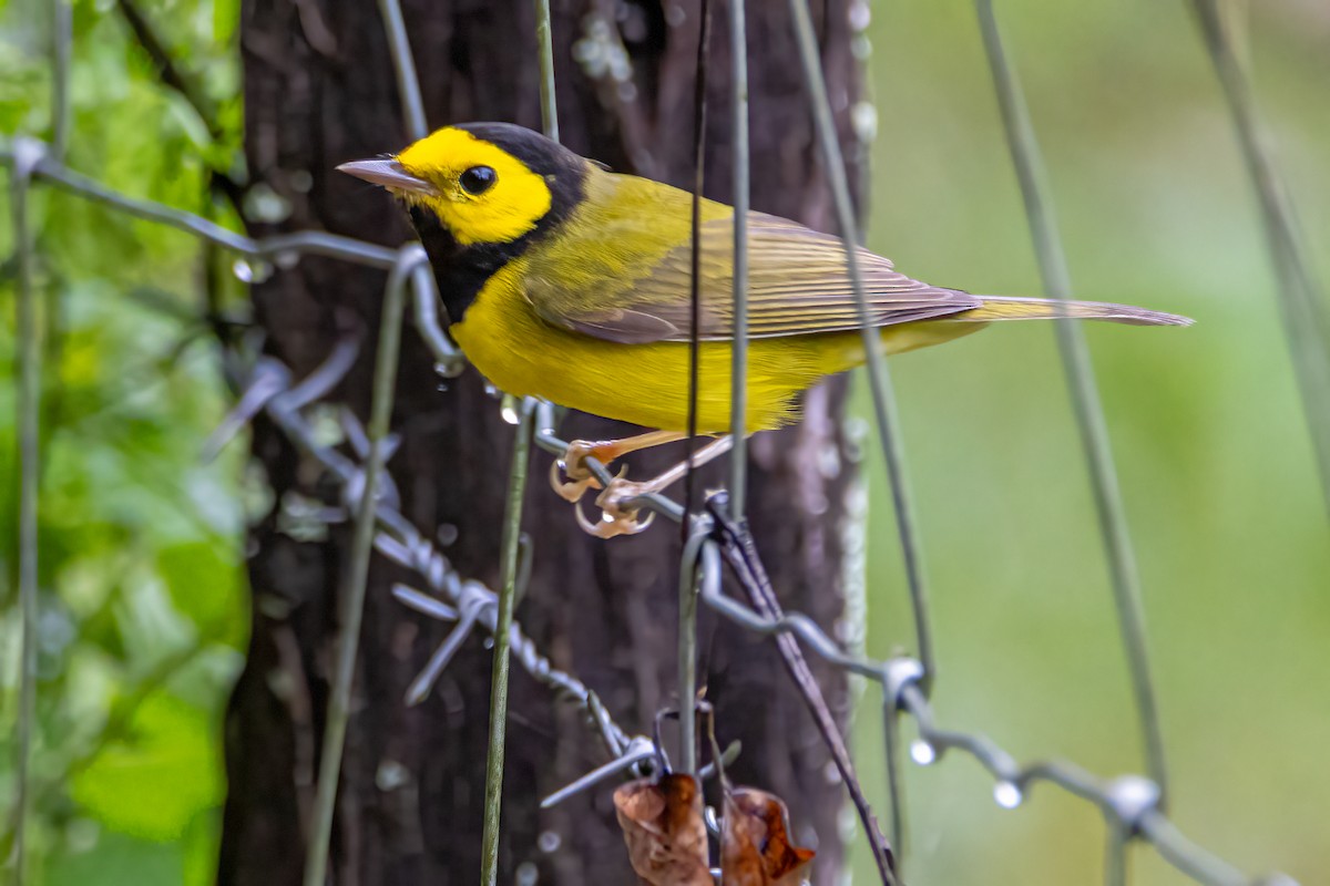 クロズキンアメリカムシクイ - ML646061383