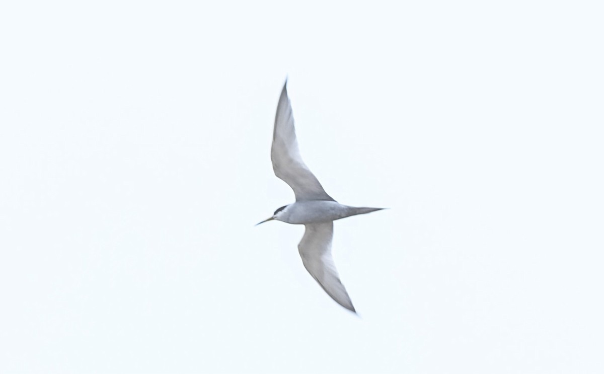 Peruvian Tern - ML646061386