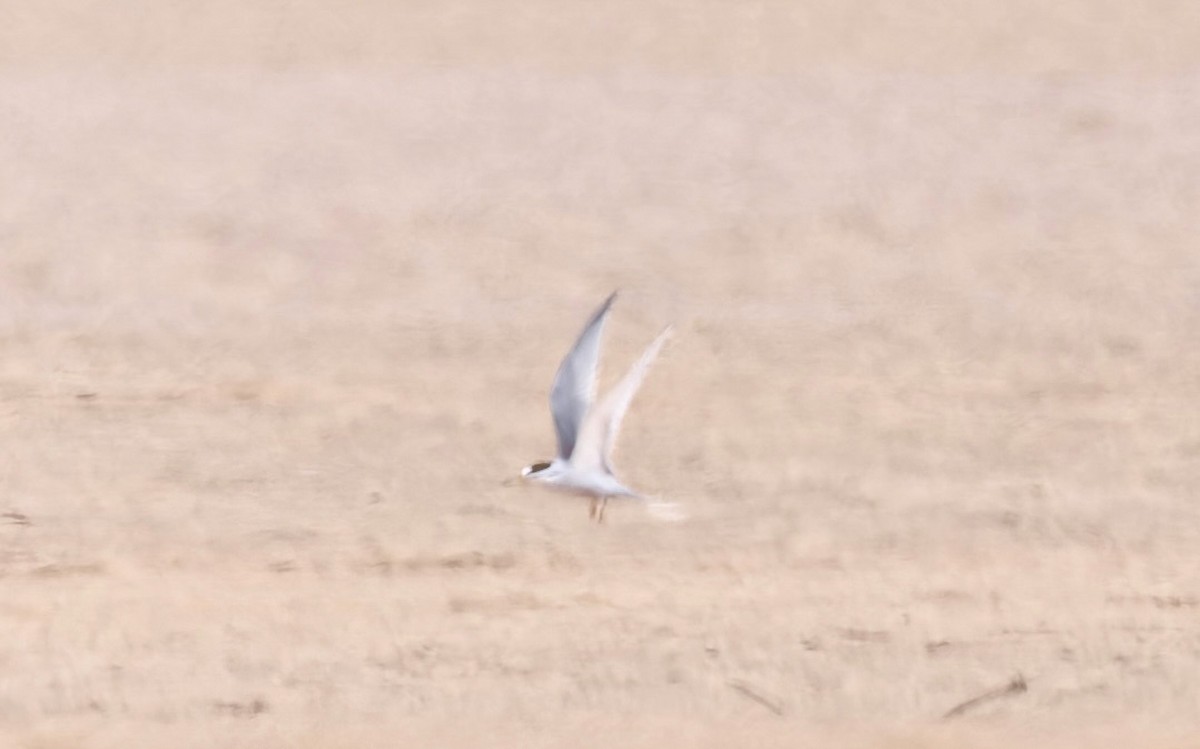 Peruvian Tern - ML646061388