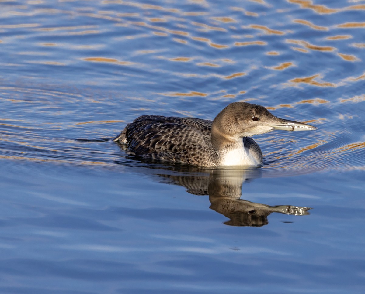 Common Loon - ML646061389