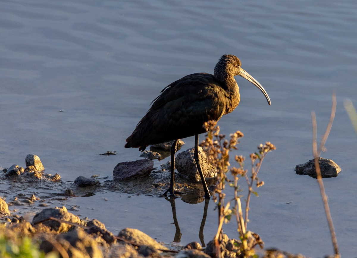 White-faced Ibis - ML646061390