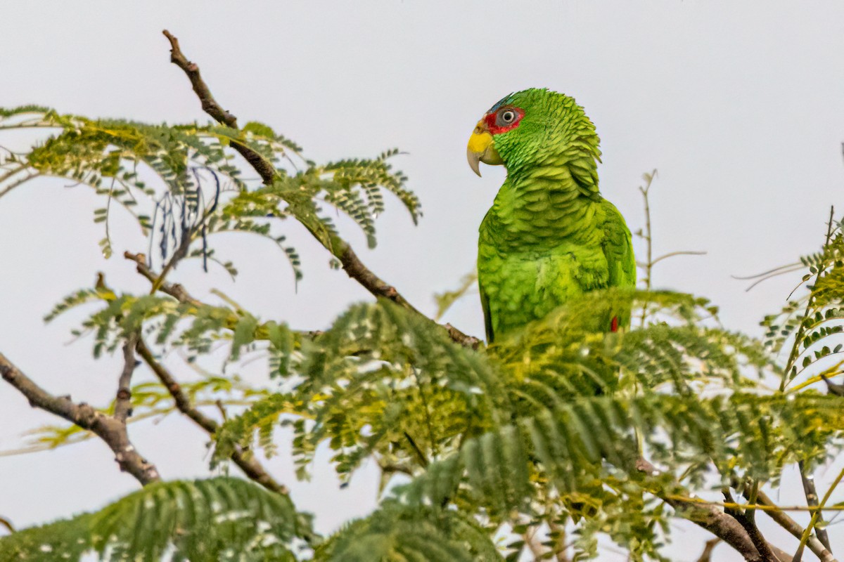 Amazone à front blanc - ML646061393