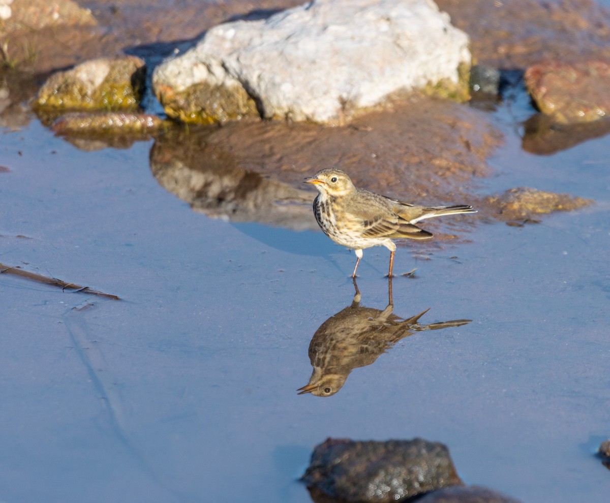 American Pipit - ML646061394