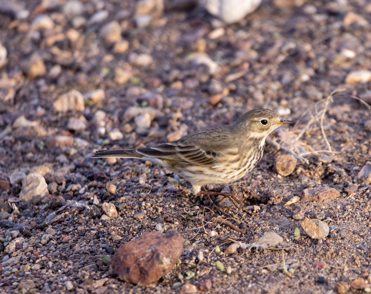 American Pipit - ML646061395