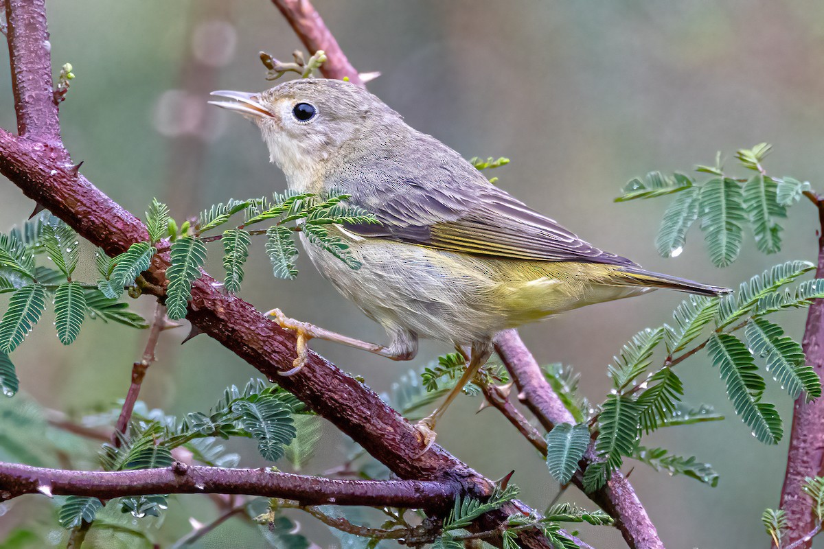 Reinita Amarilla/de Manglar - ML646061406