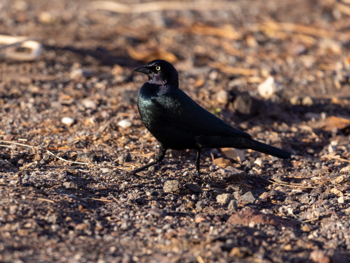 Brewer's Blackbird - ML646061407