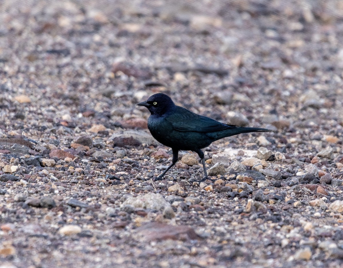 Brewer's Blackbird - ML646061408