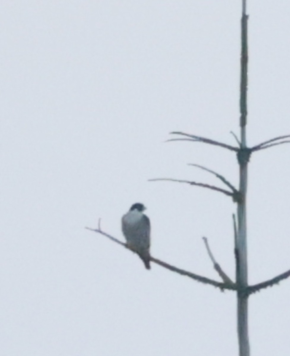 Peregrine Falcon - ML646061409