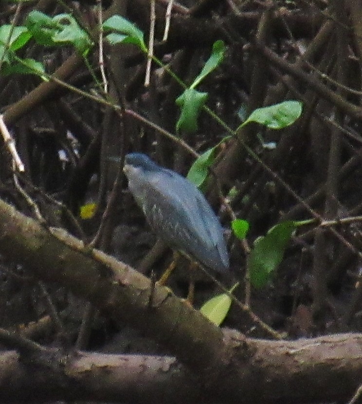Little Heron - ML646061412