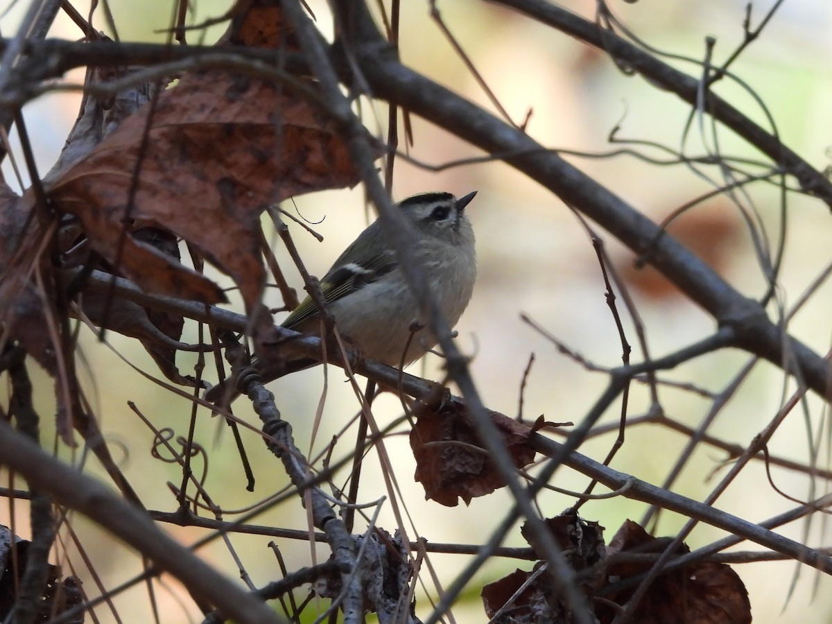 Golden-crowned Kinglet - ML646061417