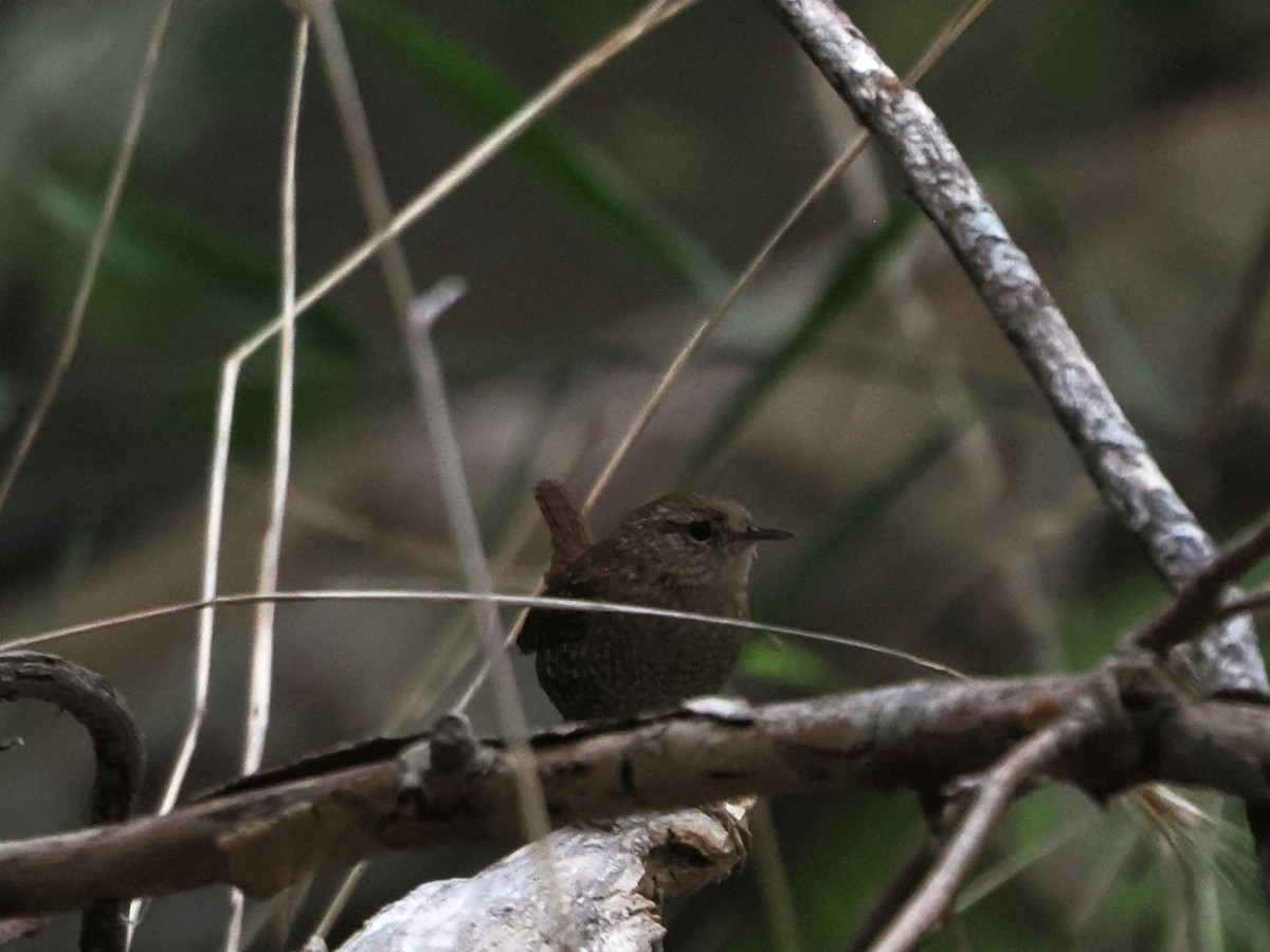 Winter Wren - ML646061424