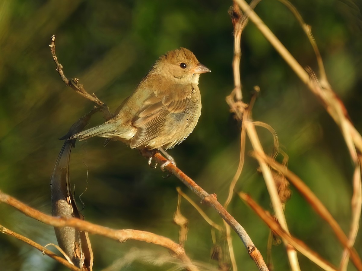 Индиговый колорин - ML646061430